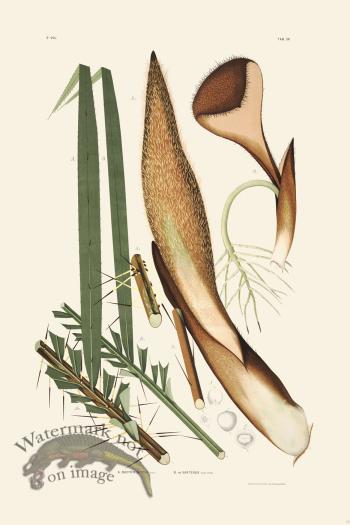 Rodrigues Palm Front 053